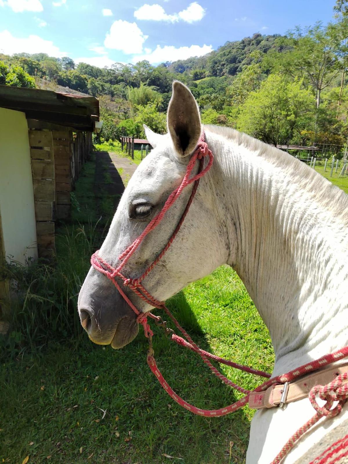 Hacienda Monteclaro Hotell Turrialba Eksteriør bilde